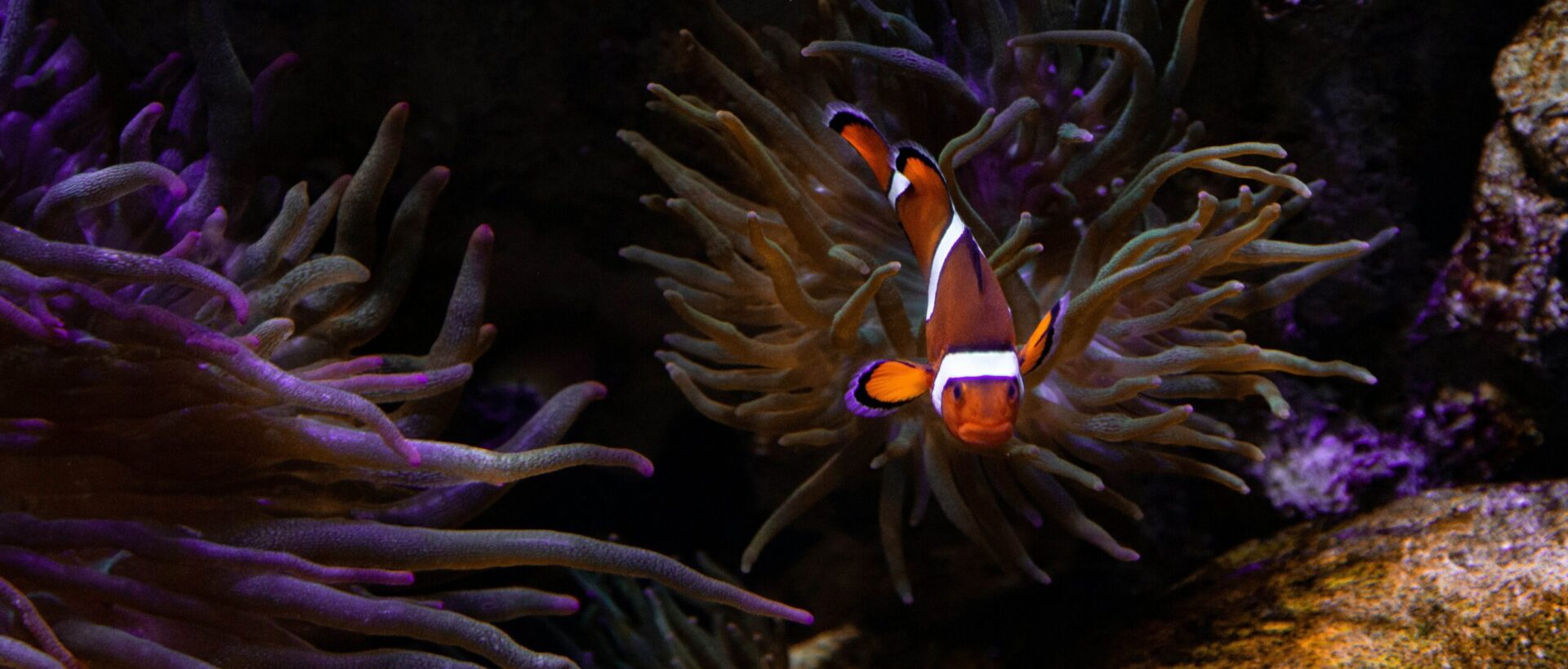 Clownfish background